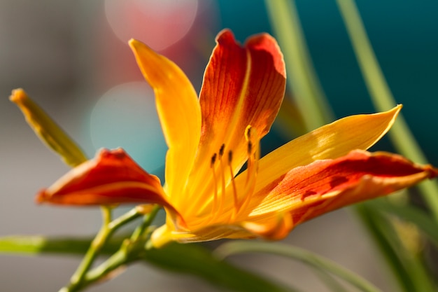 Daylily &#39;フランスハルス&#39;（Hemerocallis hybrida）