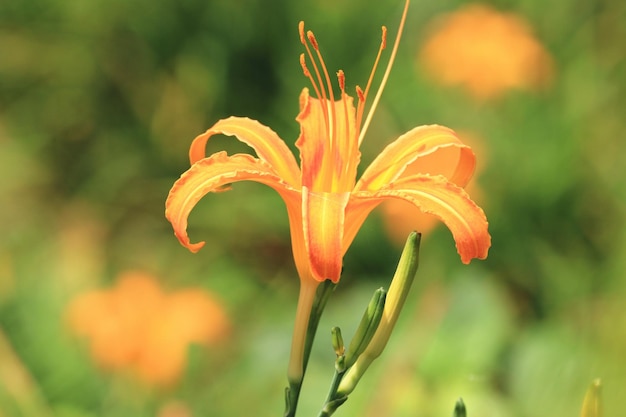 Daylily or Hemerocallis fulva flower and buds blooming in the garden with soft background