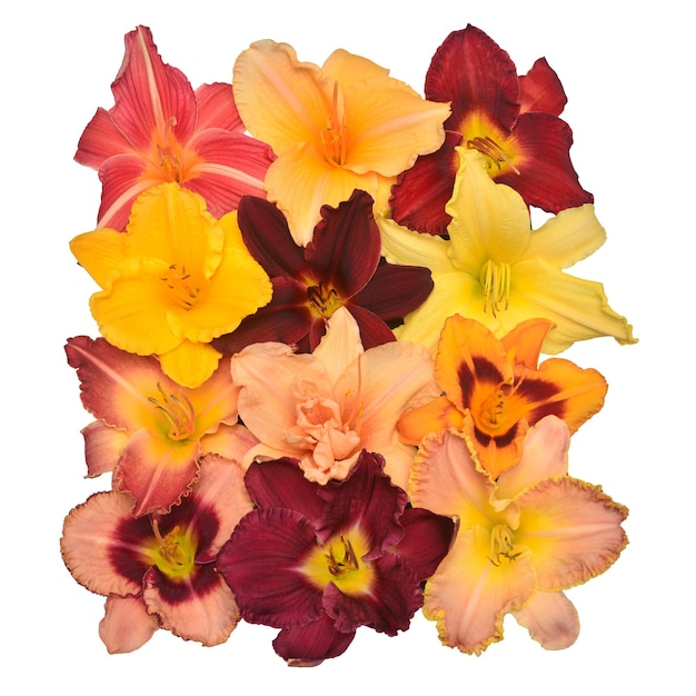 Daylily hemerocallis head flowers collection isolated on white background Top view flat lay