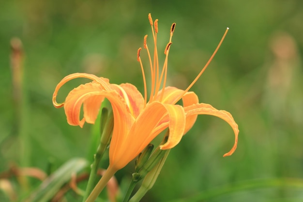 Daylily of Hemerocallis fulva bloem of Orange Daylily bloeiend in de tuin met zachte achtergrond