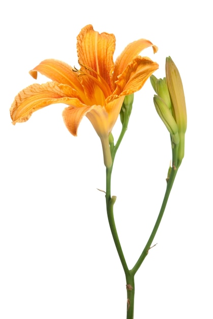 Daylily