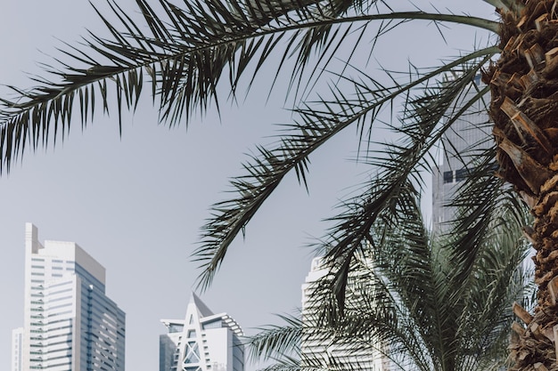 Daytime modern high tech glass skyscraper business tower and residential building with palm tree