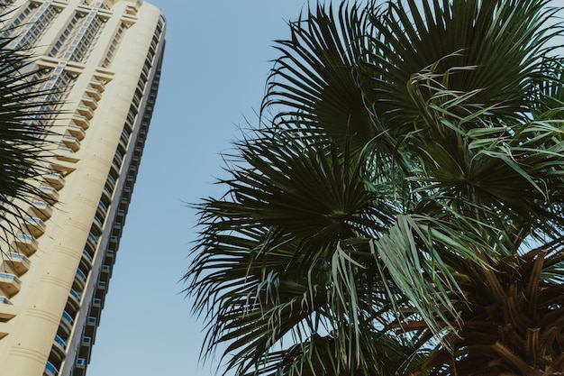 Фото Дневная современная бизнес-башня небоскреба и жилой дом с голубым небом и пальмами