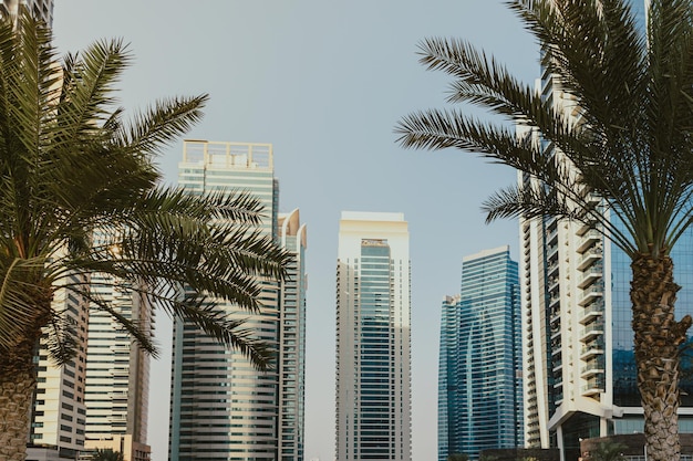 Daytime modern skyscraper business tower and residential building with blue sky and palm trees