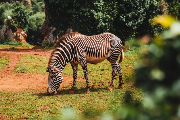 Daytime photo of an adorable zebra eating grass in the middle of nature on a sunny day