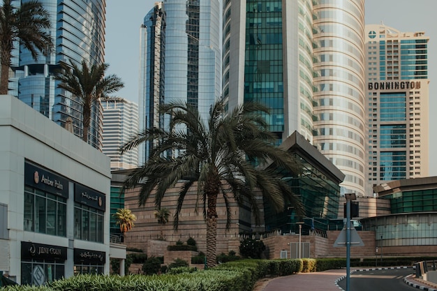 Daytime skyline of modern skyscrapers business and residential buildings property with palm trees