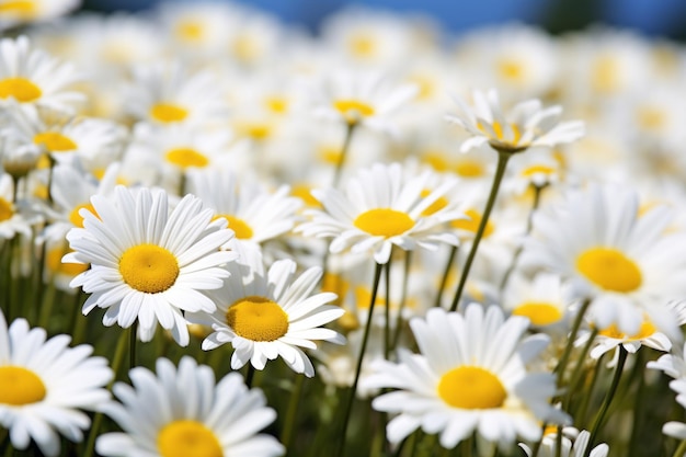 Dazzling White Daisy Flowers Awash in a 32 Field of Beauty