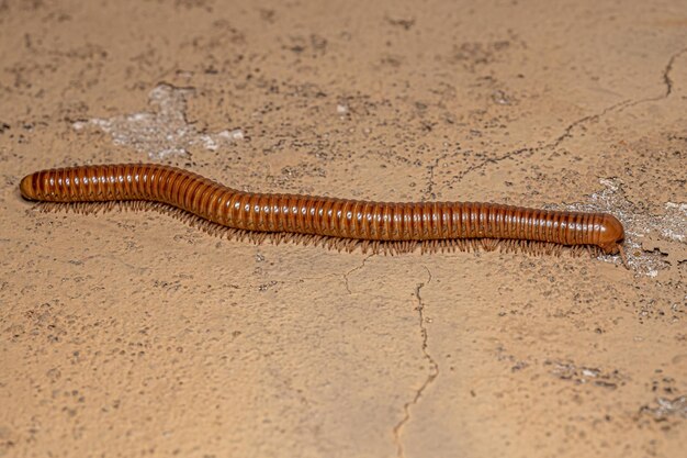 Ddult millipede arthropod