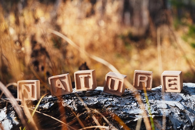 De aangelegde inscriptie natuur van houten kubussen Berk omgevallen boom in het herfstbos Het concept van natuurbehoud