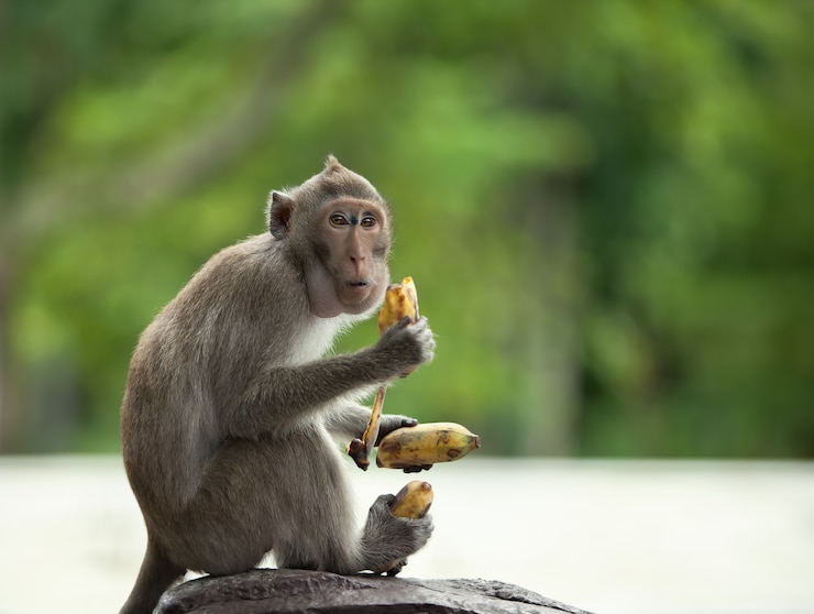 Foto de aap heeft drie bananen in poten. de bange kijkt om zich heen