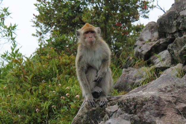 Foto de aap op de berg lawu kijkt naar je indonesië