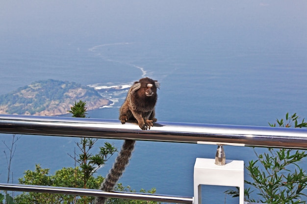 De aap op Sugarloaf-berg in Rio de Janeiro, Brazilië