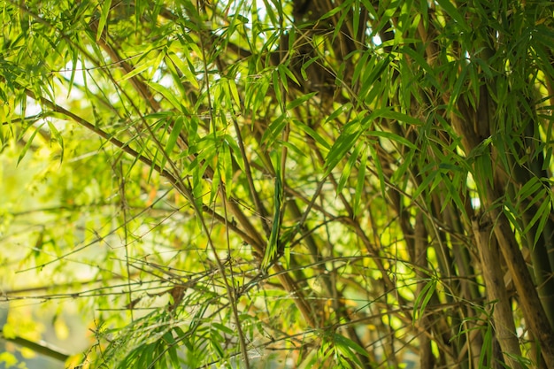 De aardachtergrond van boombladeren en sparen groen