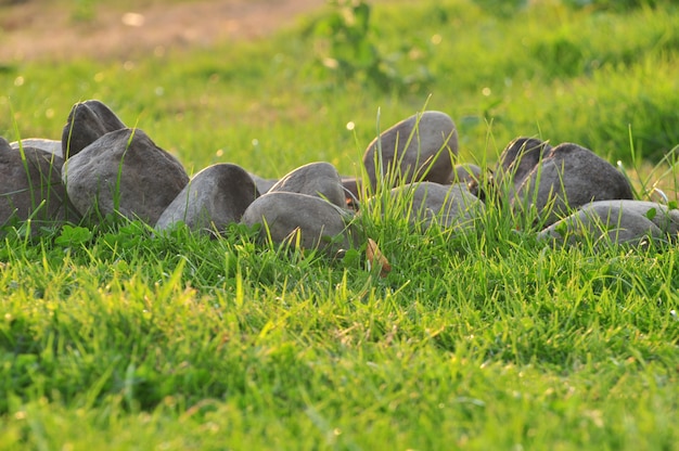 De aardachtergrond van de lente met gras en stenen