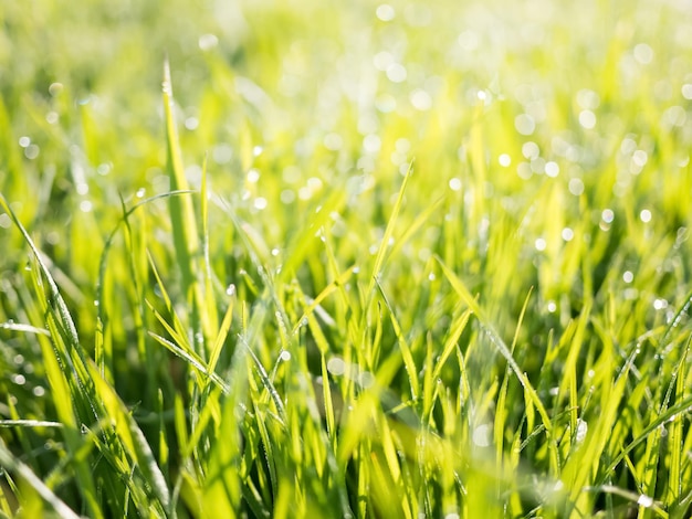 De aardachtergrond van de lente met groen gras