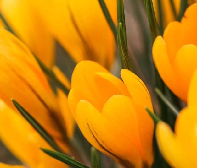 De abstracte bloemenachtergrond gele krokus bloeit macrobloemenachtergrond voor het ontwerp van het vakantiemerk