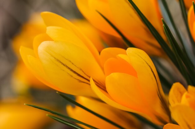 De abstracte bloemenachtergrond gele krokus bloeit macrobloemenachtergrond voor het ontwerp van het vakantiemerk