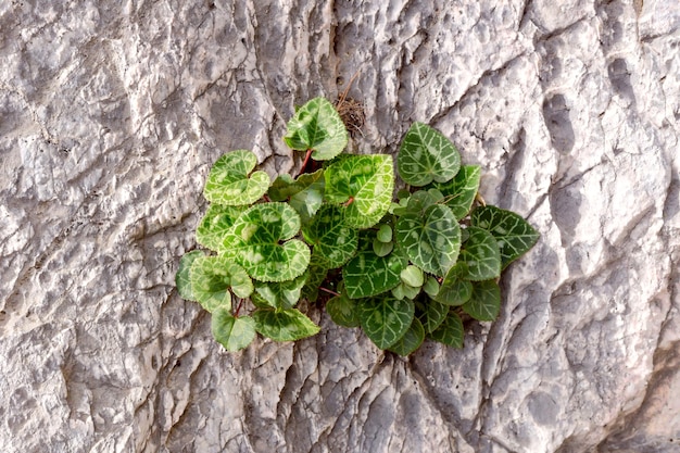 De achtergrond grijze natuursteen en een plant