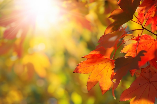 De achtergrond toont een dromerige vaagheid van herfstbladeren op bomen