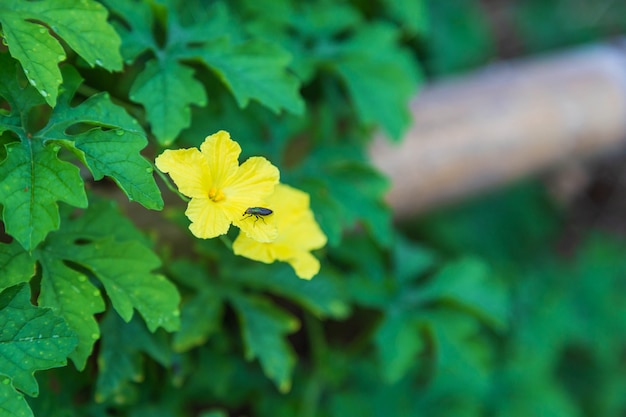 De achtergrond van de bloemen steeg op een houten hek