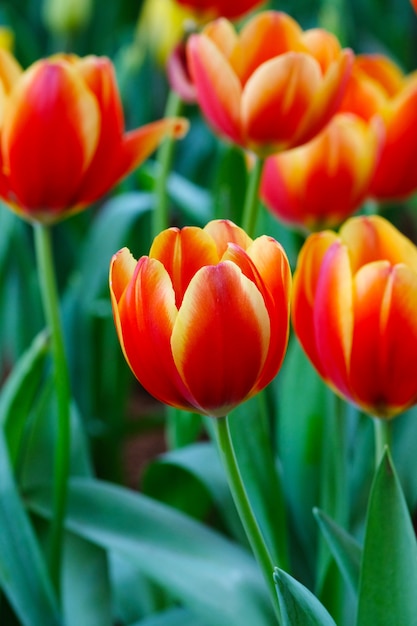 De achtergrond van de tulpenbloem, de Kleurrijke aard van de tulpenweide in de lente, sluit omhoog