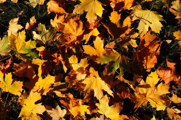 De achtergrond van esdoornbladeren Een Indische zomer is een periode van ongebruikelijk warm droog weer Veel mooie kleurrijke gevallen bladeren van esdoorn die op het gras liggen Geel rood oranje groen blad textuur