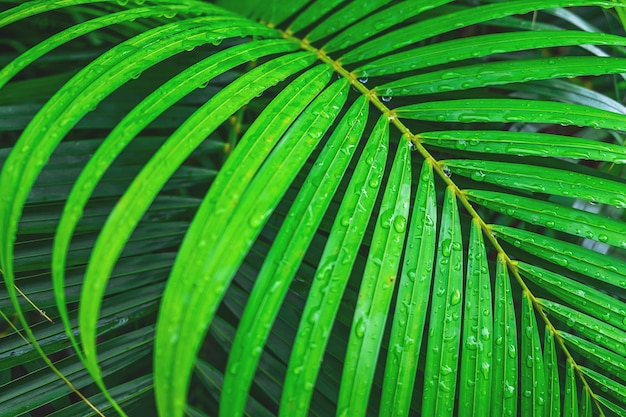 De achtergrond van kokosnotenbladeren met waterdalingen in het regenseizoen