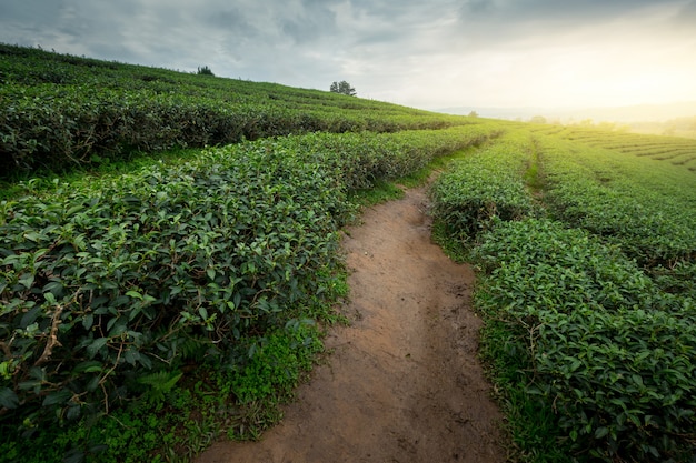 De achtergrond van theeaanplantingen, Theeaanplantingen bij zonnige dag.