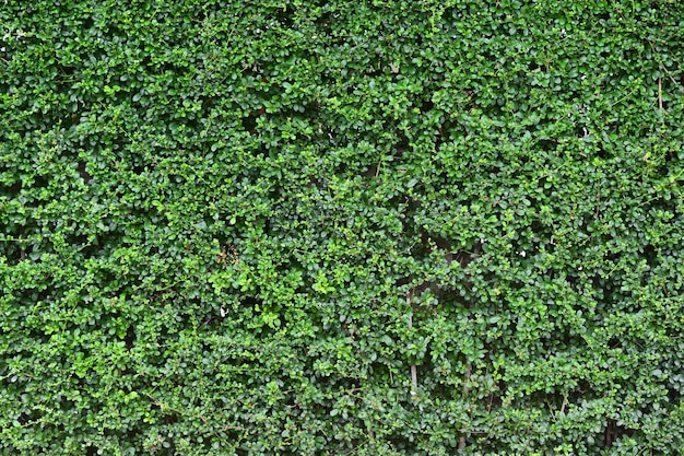 De achtergrondtextuur van de muur met groen grasveld