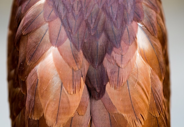 De achtervleugel van de close-up van havik, achtergrondtextuur