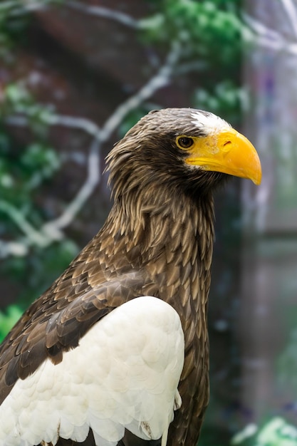 De adelaar is een vleesetende vogel