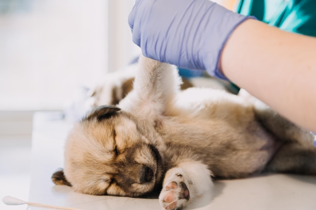 De adem controleren Mannelijke dierenarts in werkuniform luisterend naar de adem van een kleine hond met een phonendoscope in dierenkliniek Pet care concept