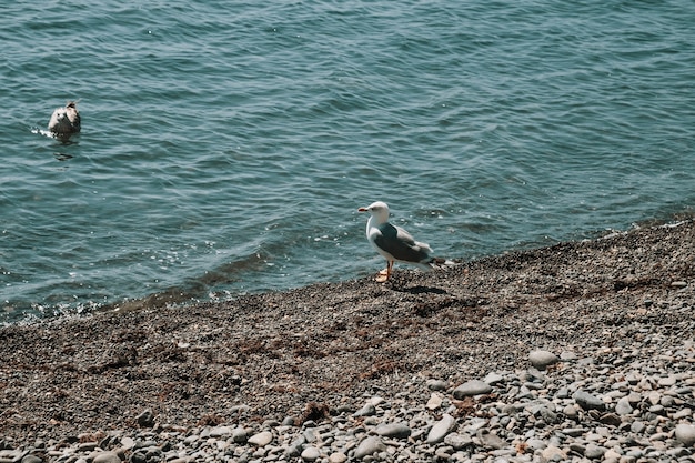 De albatros zeevogel staat aan de kust.