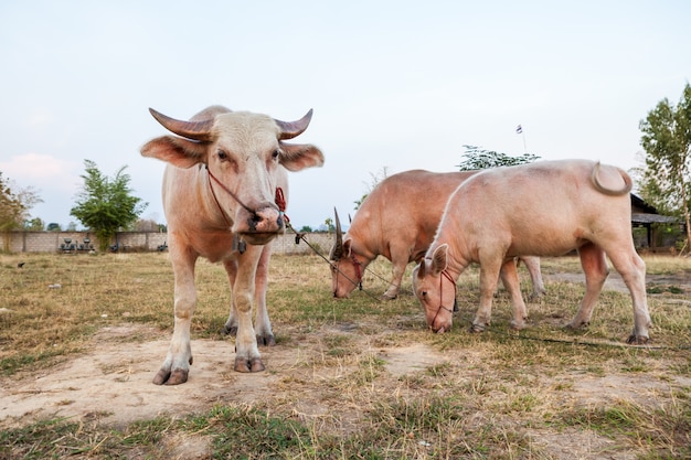 De albino buffalo