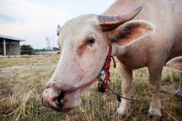 De albino buffalo