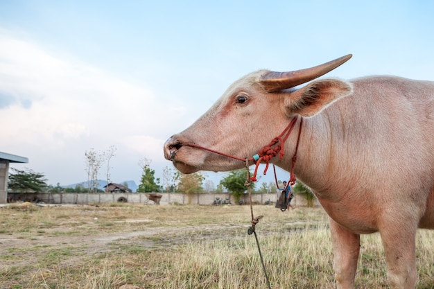 De albino buffalo