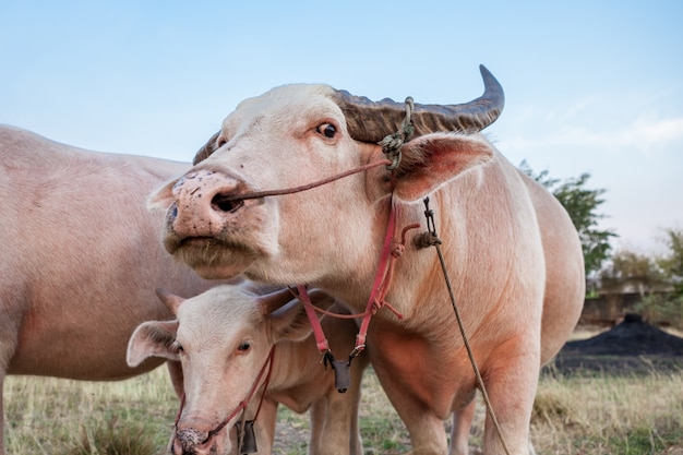 De albino buffalo