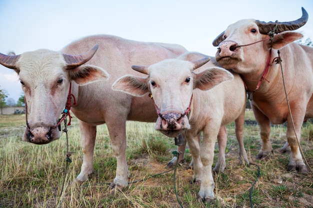 De albino buffalo