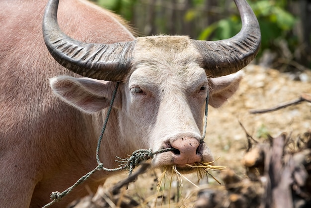 De albino buffalo