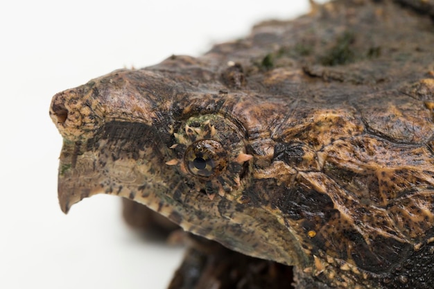 Foto de alligator brekende schildpad macrochelys temminckii geïsoleerd op een witte achtergrond