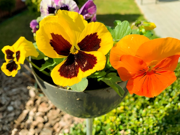 De altviooltricolor groeit in openlucht in pot