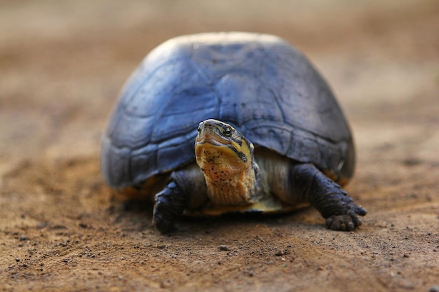 De Amboina-doosschildpad of Zuidoost-Aziatische doosschildpad is een soort Aziatische doosschildpad