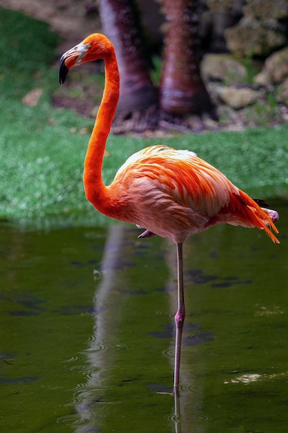 De Amerikaanse flamingo Phoenicopterus ruber