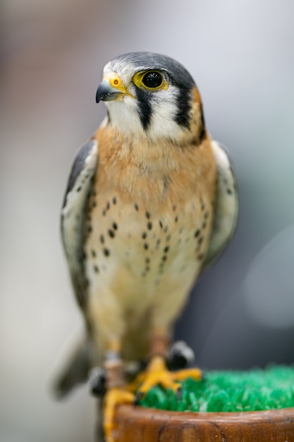 De Amerikaanse torenvalk (Falco sparverius) is de kleinste valk