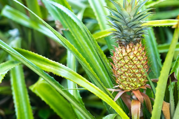 De ananas op de klomp heeft roze ogen. Ananasbomen verbouwen tropisch fruit in de ananasplantagetuinen.