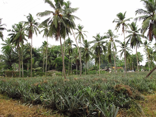 De ananasplantage in het dorp, Sri Lanka