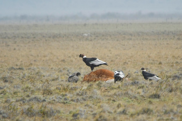 De andescondor is een zangvogel uit de familie cathartidae