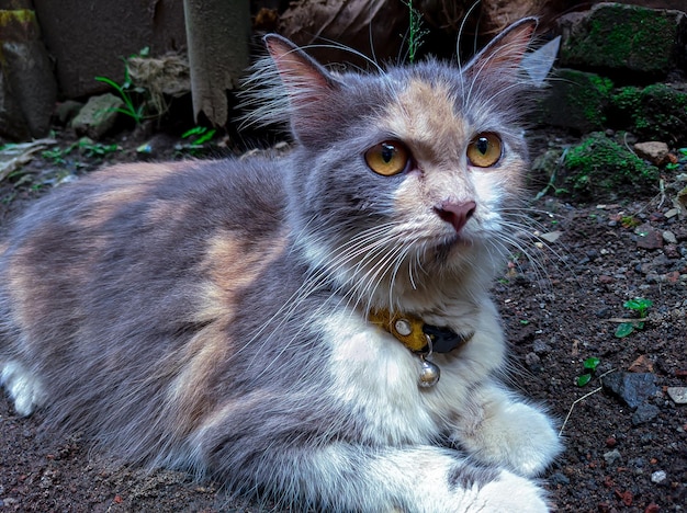 De Angora kat keek scherp op