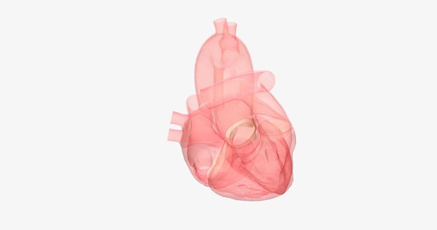 De aortaklep is tussen de linkerkamer van het hart en de aorta de grootste slagader in het lichaam
