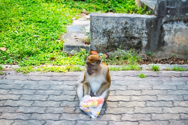 De apen zitten op het gebied zijn blij om te eten